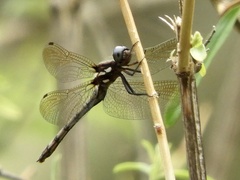 Macrothemis imitans