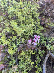 Pelargonium peltatum