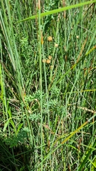 Linum monogynum monogynum