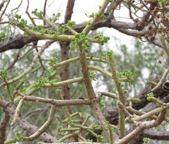 Quiabentia verticillata