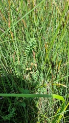 Linum monogynum monogynum