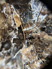 Enchytraeidae