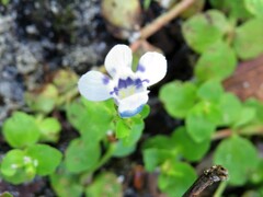 Lindernia grandiflora