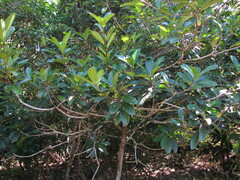 Ficus austrocaledonica