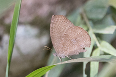 Godartiana muscosa