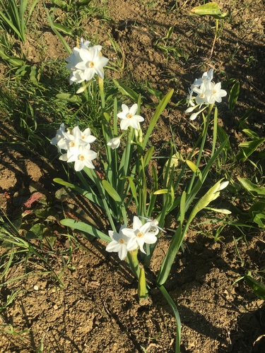 Narcissus papyraceus image