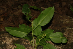 Ficus prolixa