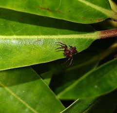 Sidymella angularis