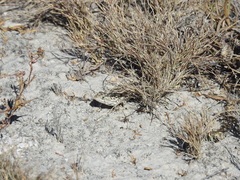 Sceloporus goldmani