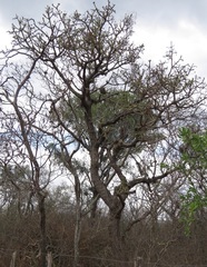 Quiabentia verticillata