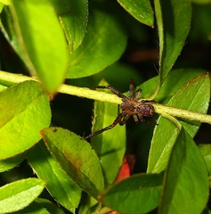 Sidymella angularis