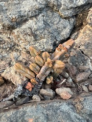 Crassula pyramidalis