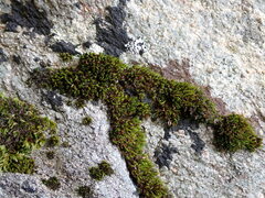 Schistidium maritimum