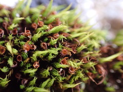 Schistidium maritimum