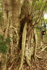 Ficus prolixa