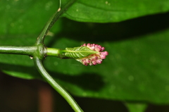 Chassalia curviflora