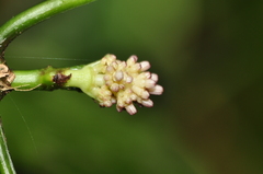 Chassalia curviflora