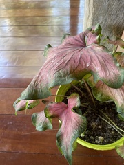 Caladium bicolor