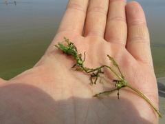 Najas marina