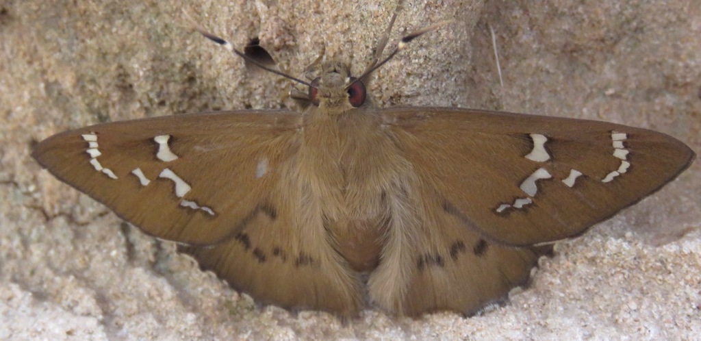 Sarmientoia haywardi