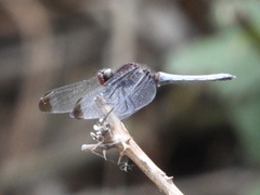 Erythrodiplax atroterminata