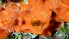 Placospongia intermedia