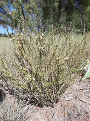 Acantholippia seriphioides