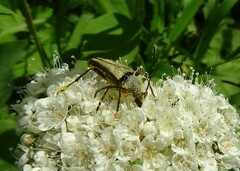 Lepturobosca chrysocoma