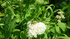 Lepturobosca chrysocoma