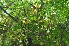 Ancistrocladus
