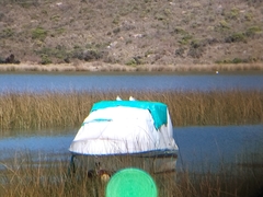 Chroicocephalus maculipennis