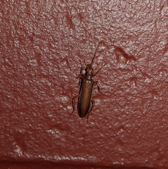Thelyphassa lineata