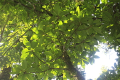 Ficus austrocaledonica