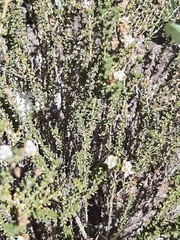 Acantholippia seriphioides