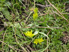 Gagea granatellii