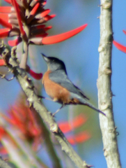 Diglossa baritula