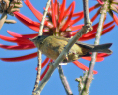 Diglossa baritula
