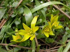 Gagea granatellii