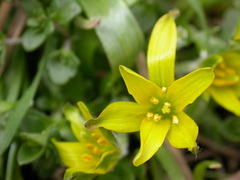 Gagea granatellii