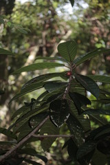 Ficus austrocaledonica