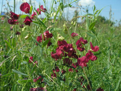 tuberous pea