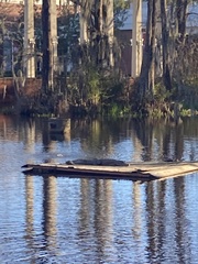 Alligator mississippiensis