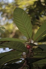 Ficus austrocaledonica
