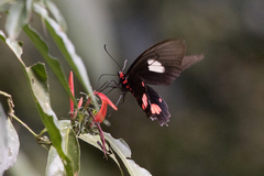 Parides anchises