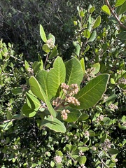 Rhus integrifolia