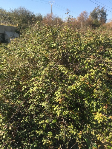 elmleaf blackberry