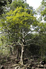 Ficus austrocaledonica