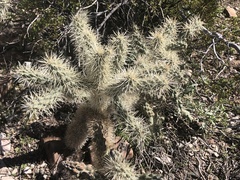 Cylindropuntia fulgida