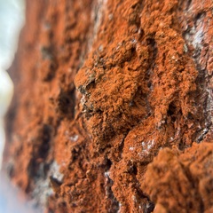 Trentepohlia umbrina