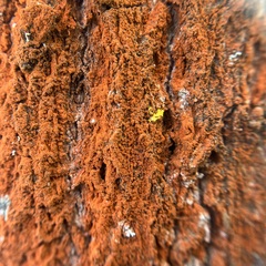 Trentepohlia umbrina